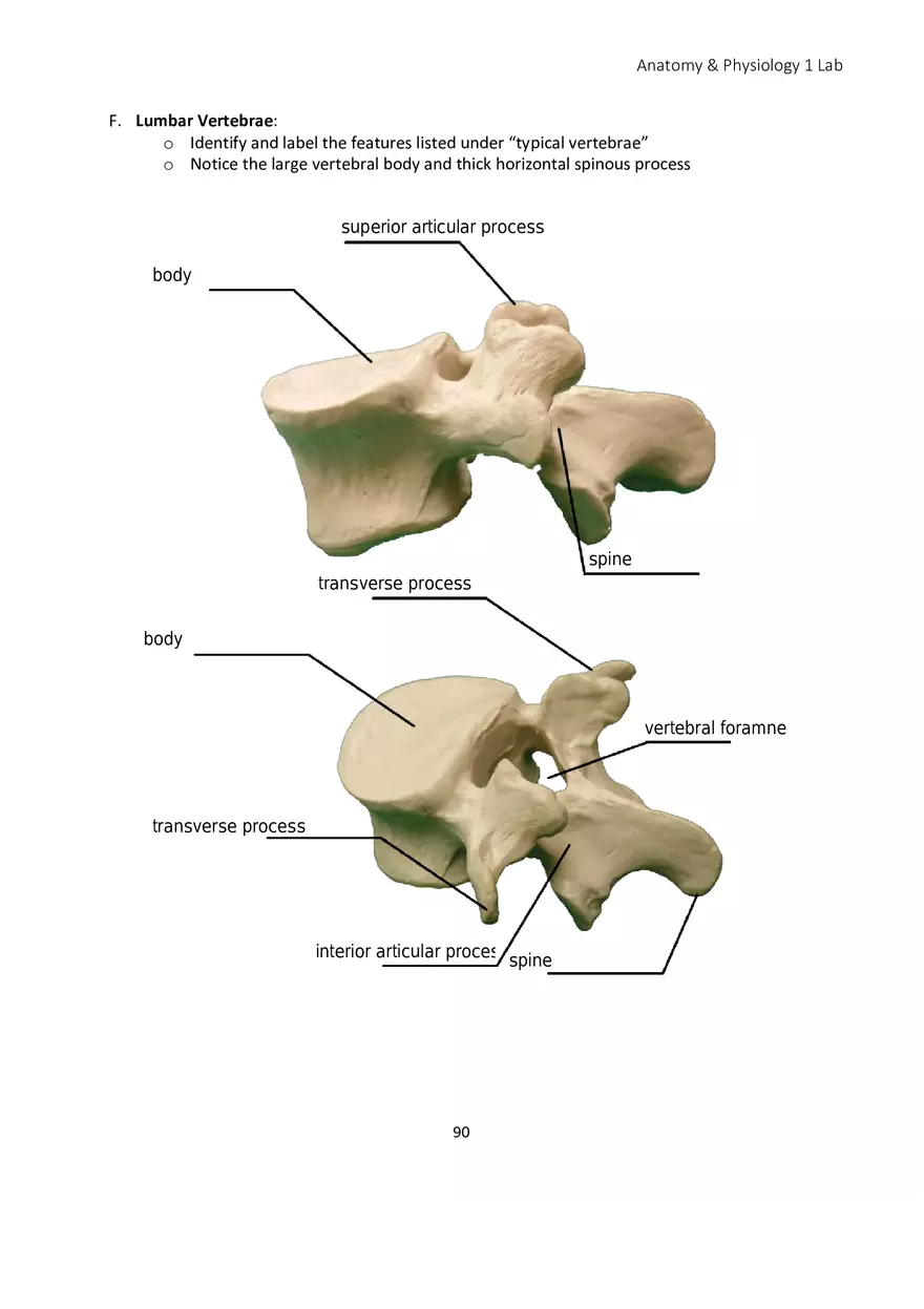 Lab 5 Skeletal System Axial Skeleton - Page 15