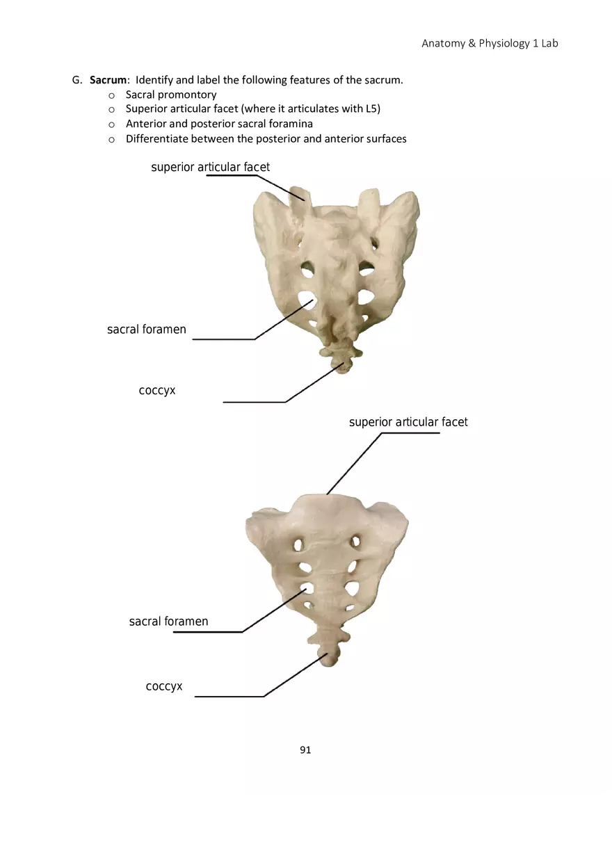 Lab 5 Skeletal System Axial Skeleton - Page 16