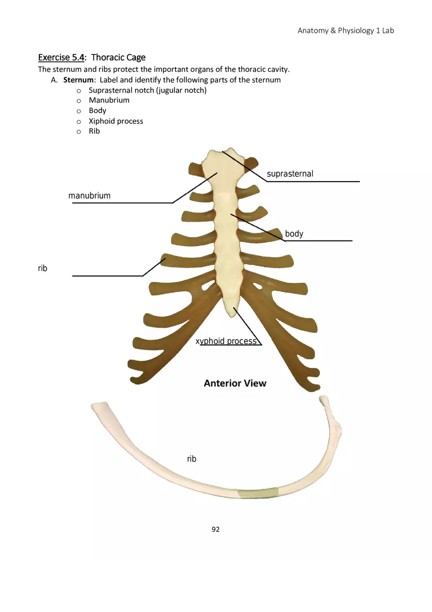 Lab 5 Skeletal System Axial Skeleton - Page 17