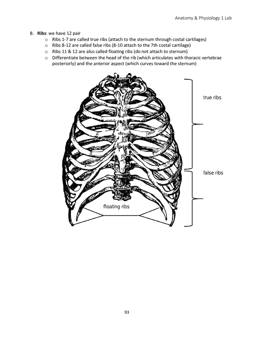 Lab 5 Skeletal System Axial Skeleton - Page 18