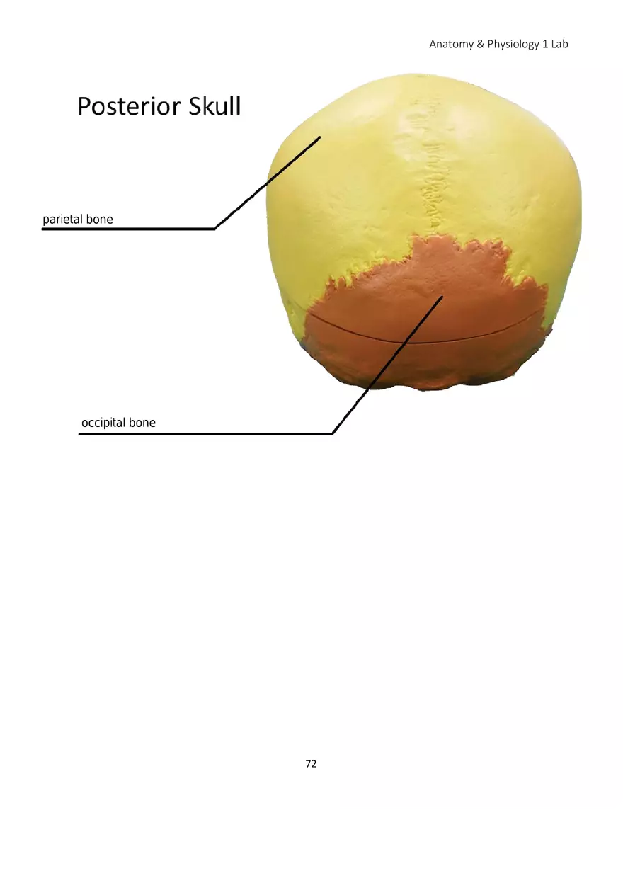 Lab 5 Skeletal System Axial Skeleton - Page 21