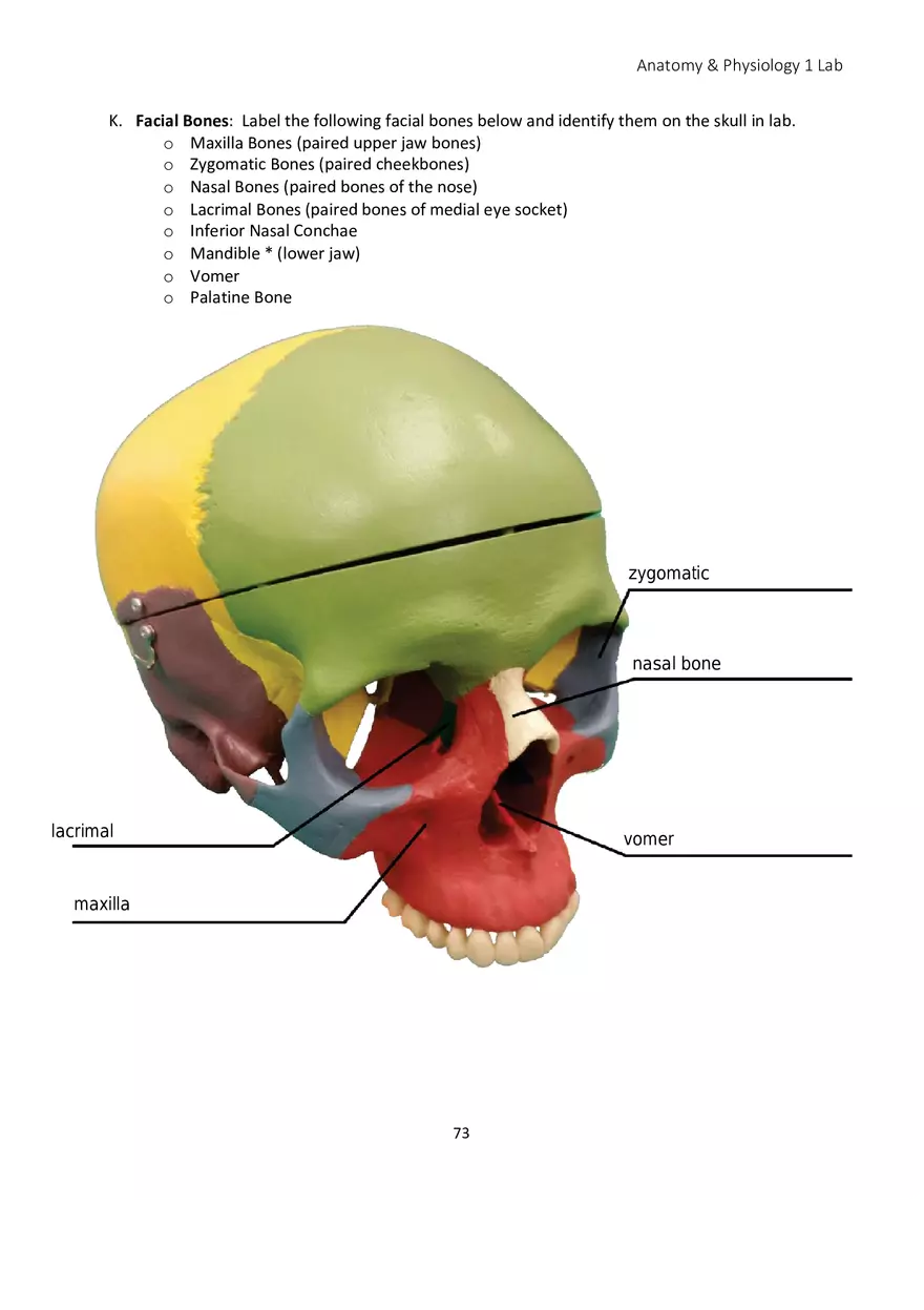 Lab 5 Skeletal System Axial Skeleton - Page 22