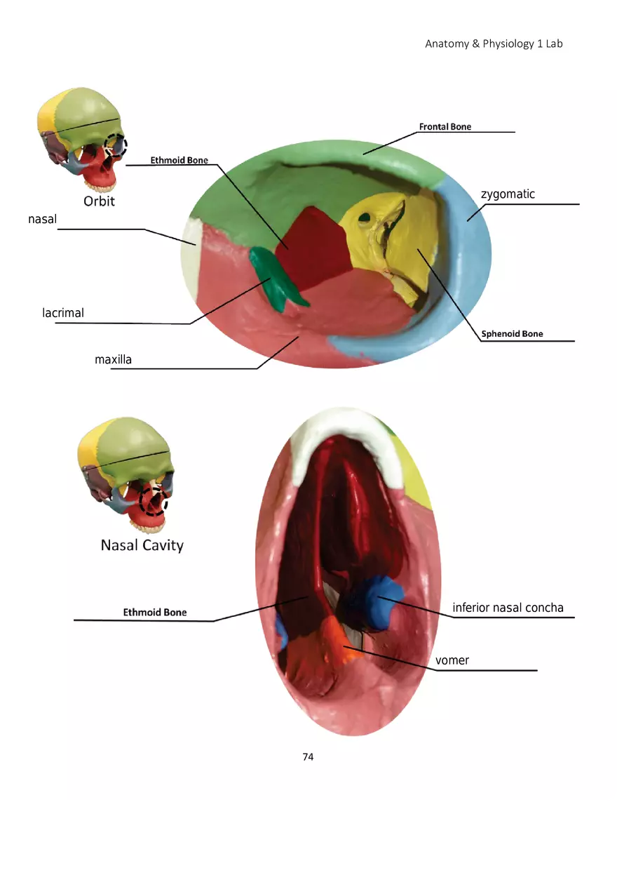 Lab 5 Skeletal System Axial Skeleton - Page 23