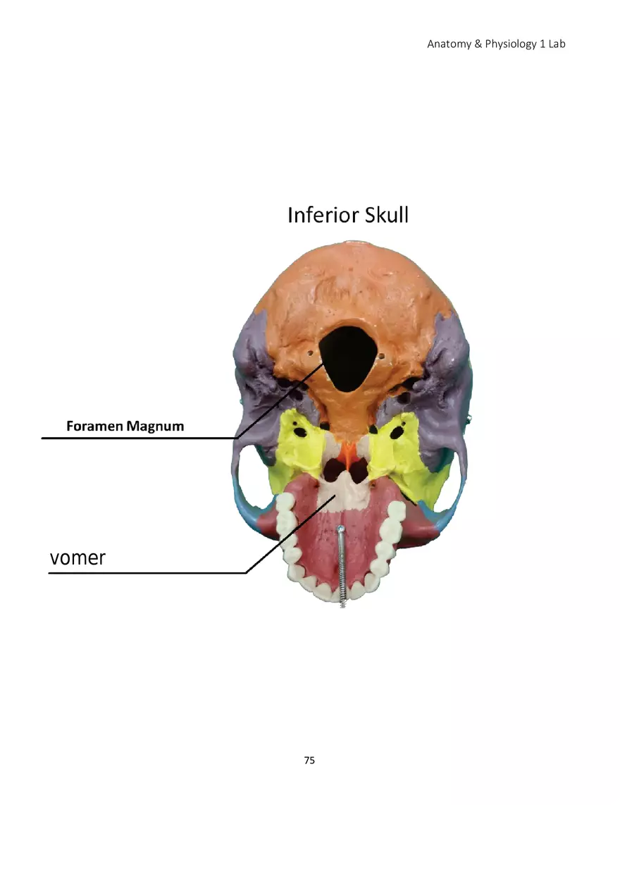Lab 5 Skeletal System Axial Skeleton - Page 24