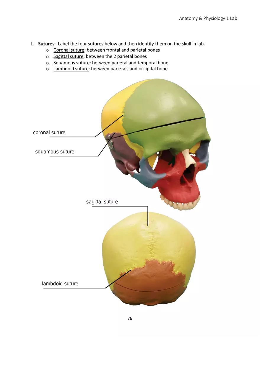 Lab 5 Skeletal System Axial Skeleton - Page 25