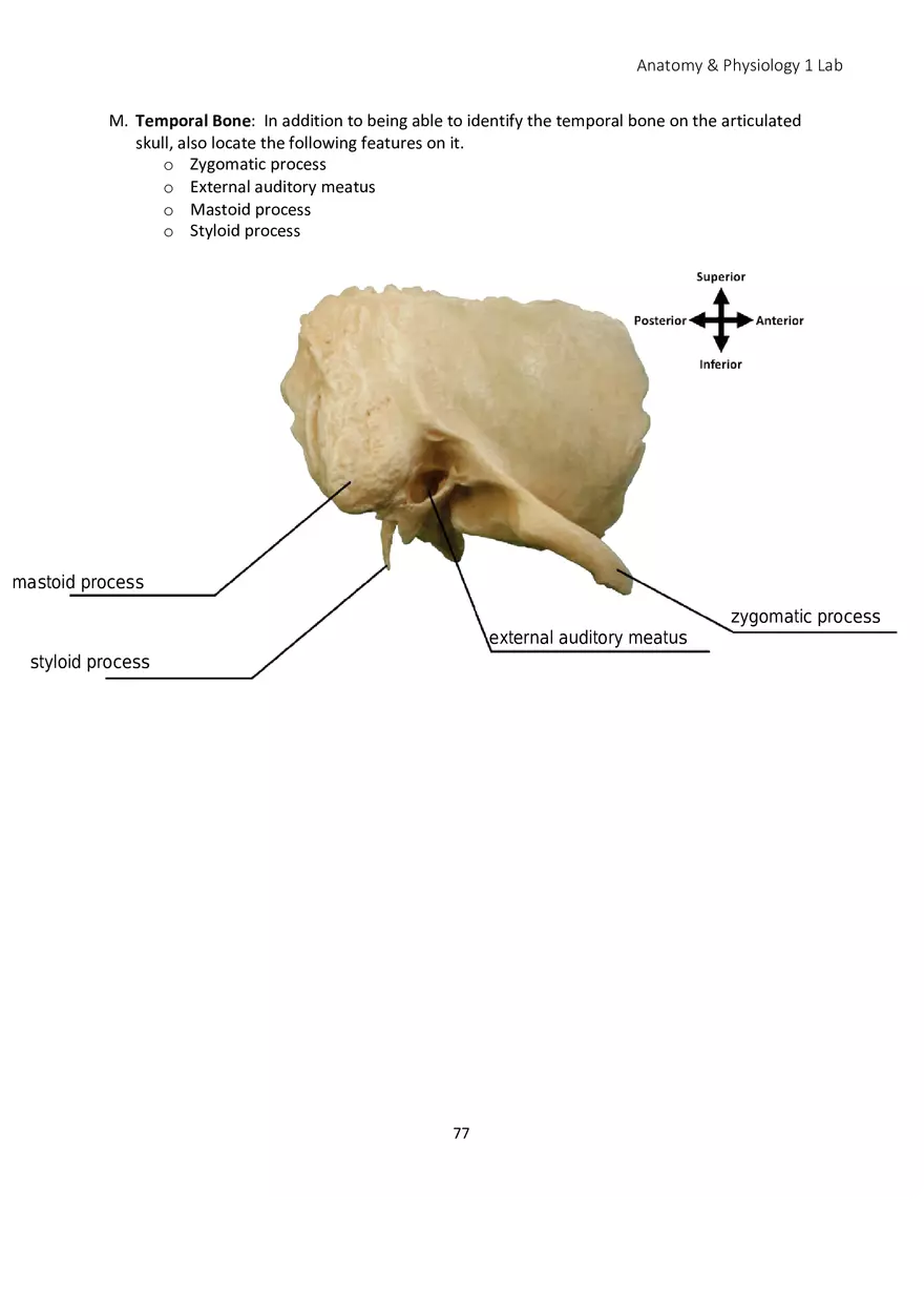 Lab 5 Skeletal System Axial Skeleton - Page 26