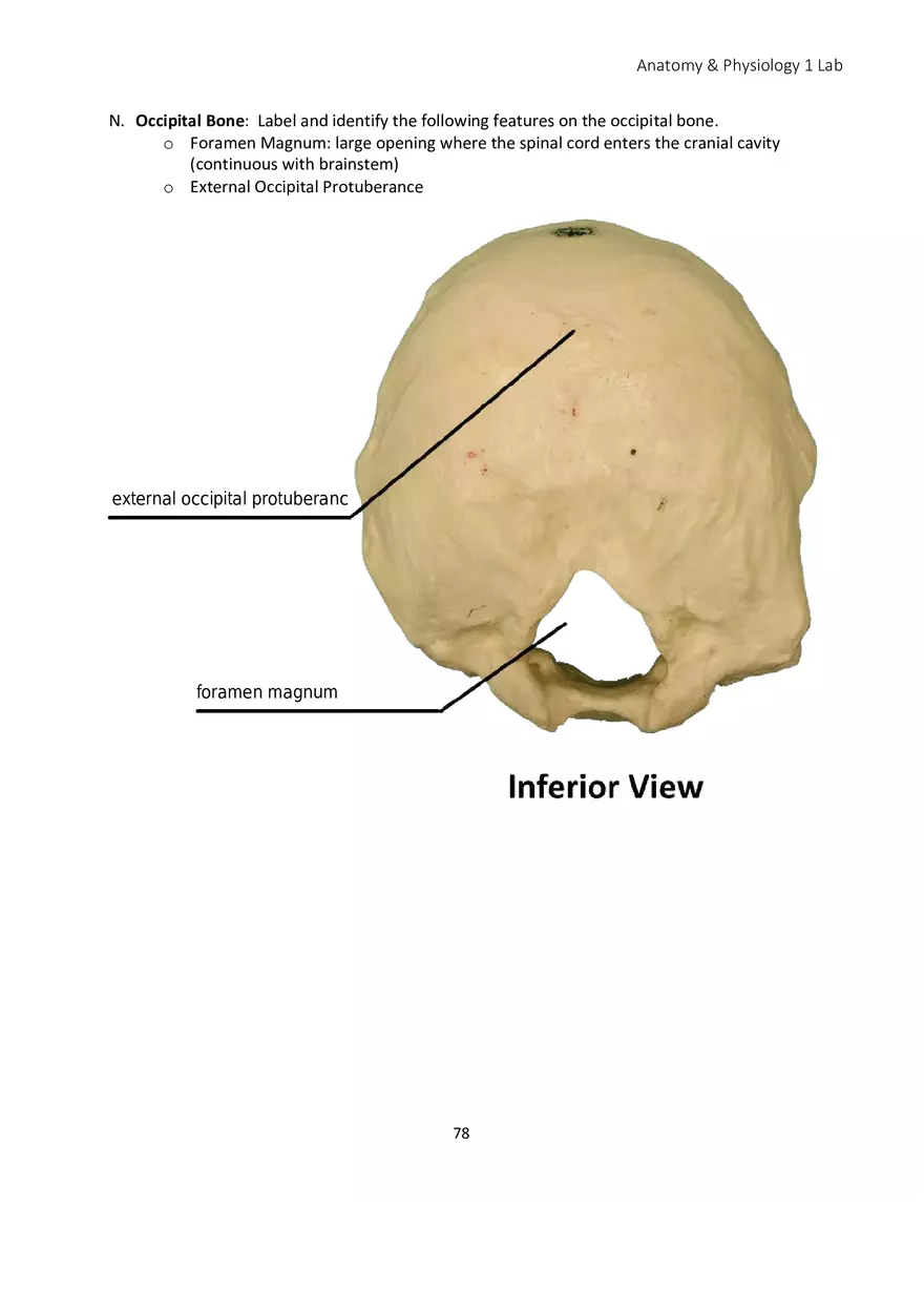 Lab 5 Skeletal System Axial Skeleton - Page 27