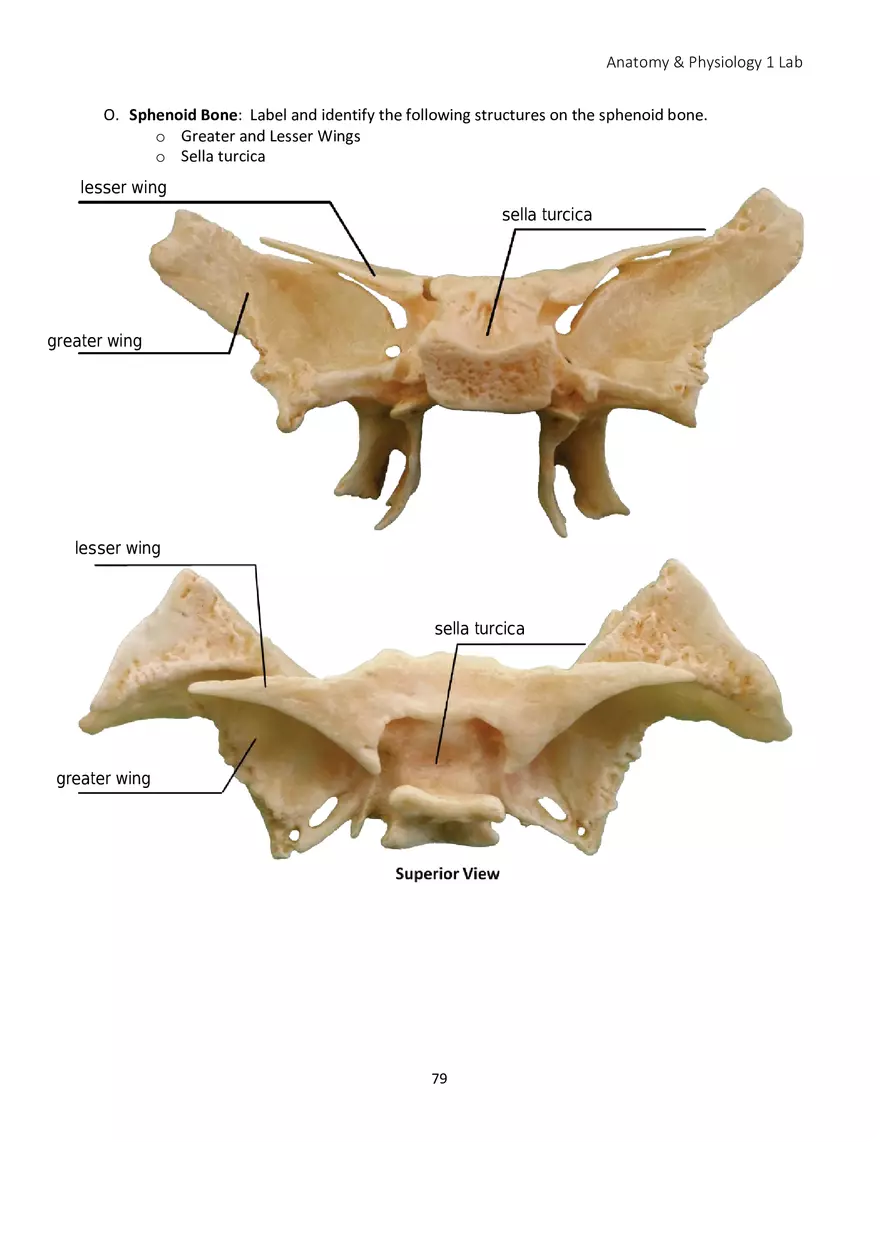 Lab 5 Skeletal System Axial Skeleton - Page 3