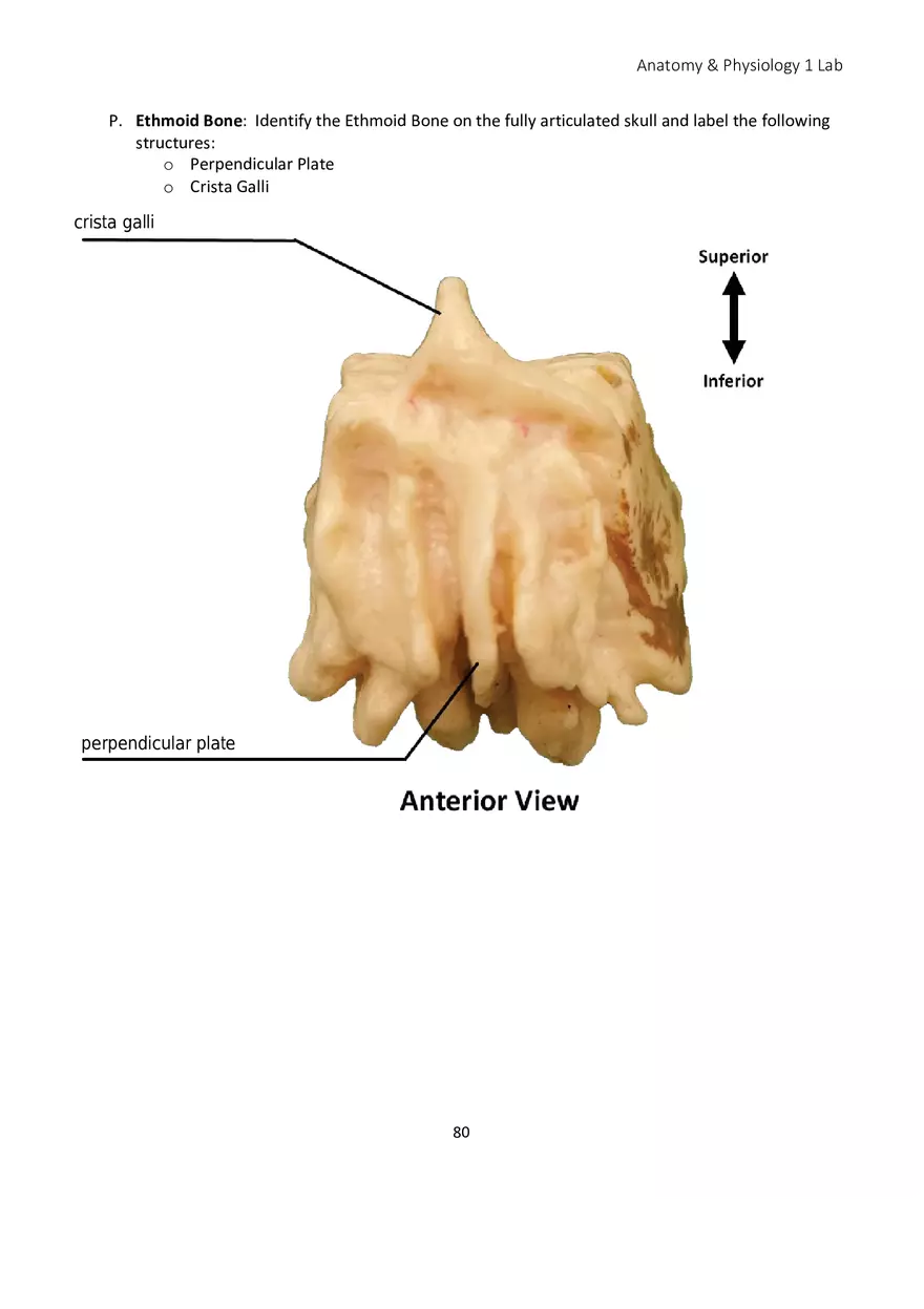 Lab 5 Skeletal System Axial Skeleton - Page 4