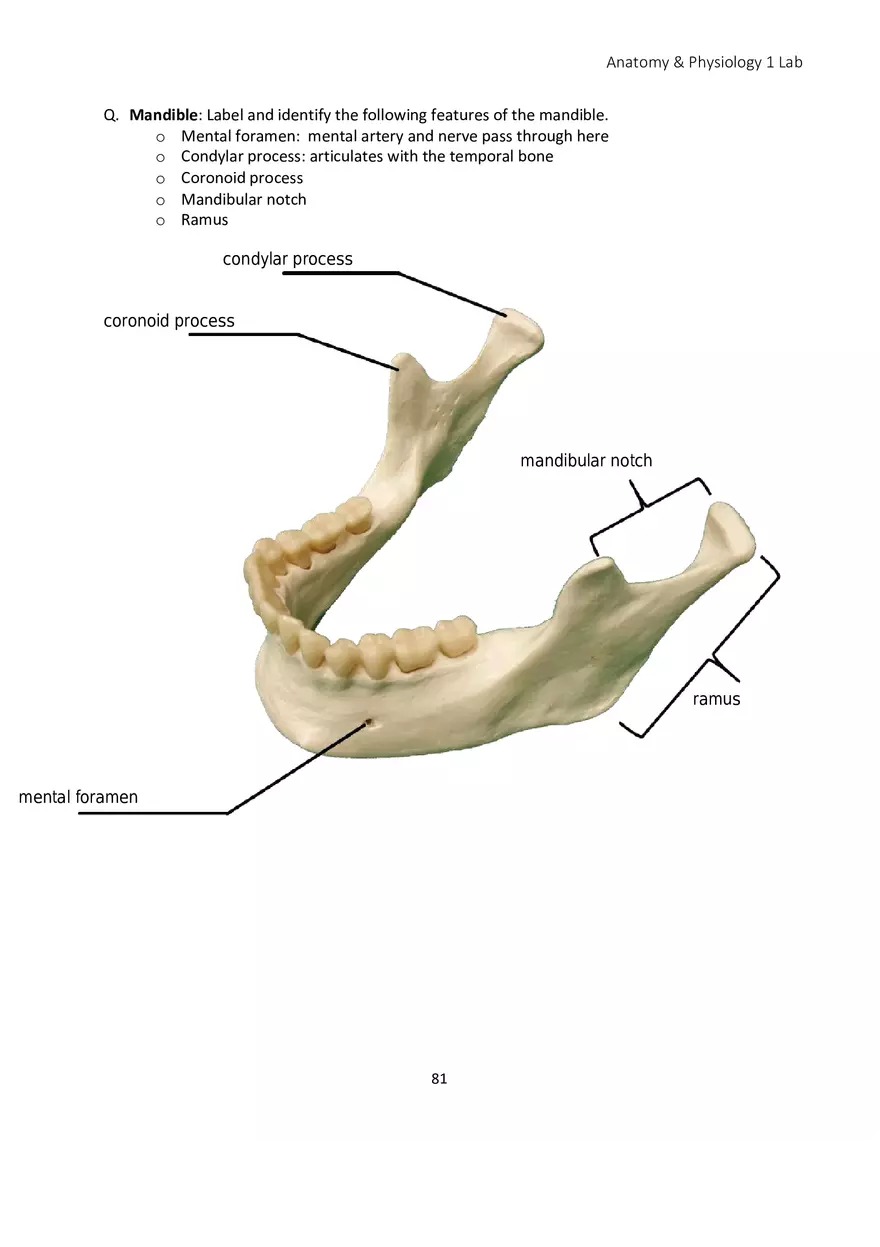 Lab 5 Skeletal System Axial Skeleton - Page 5