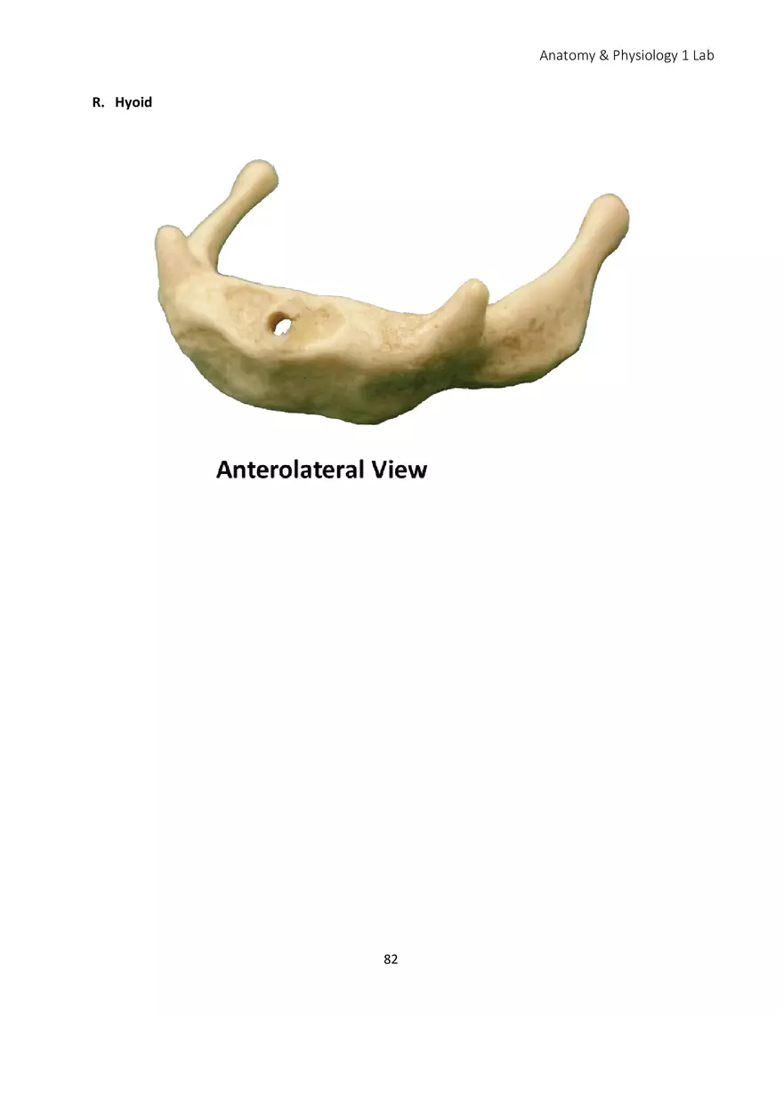 Lab 5 Skeletal System Axial Skeleton - Page 6