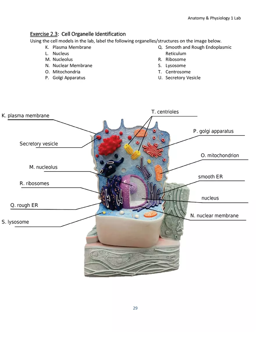 Lab 2 Microscope and the Cell - Page 8
