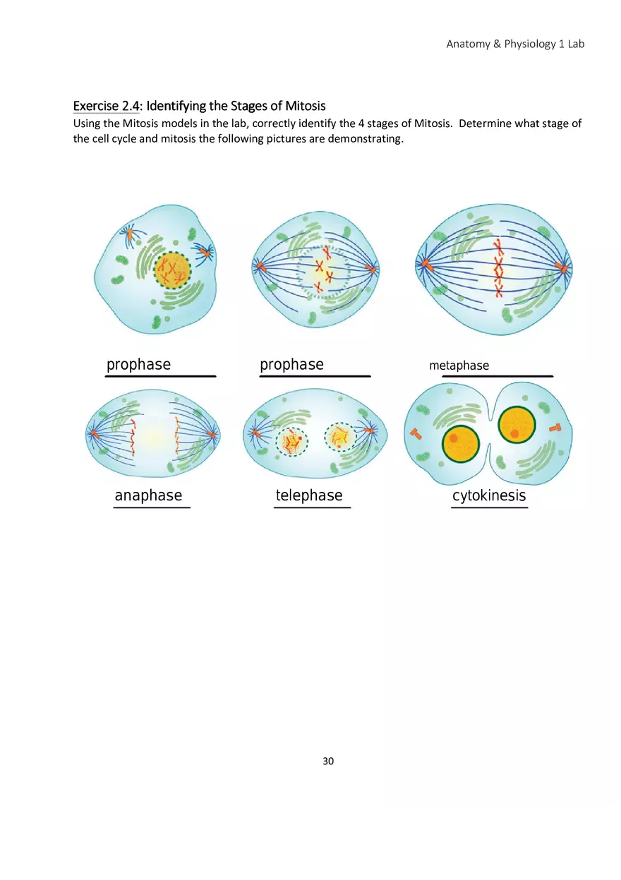 Lab 2 Microscope and the Cell - Page 9