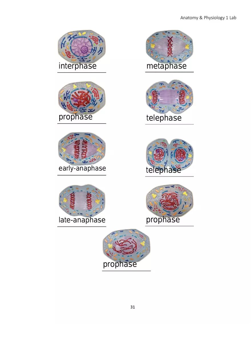 Lab 2 Microscope and the Cell - Page 10