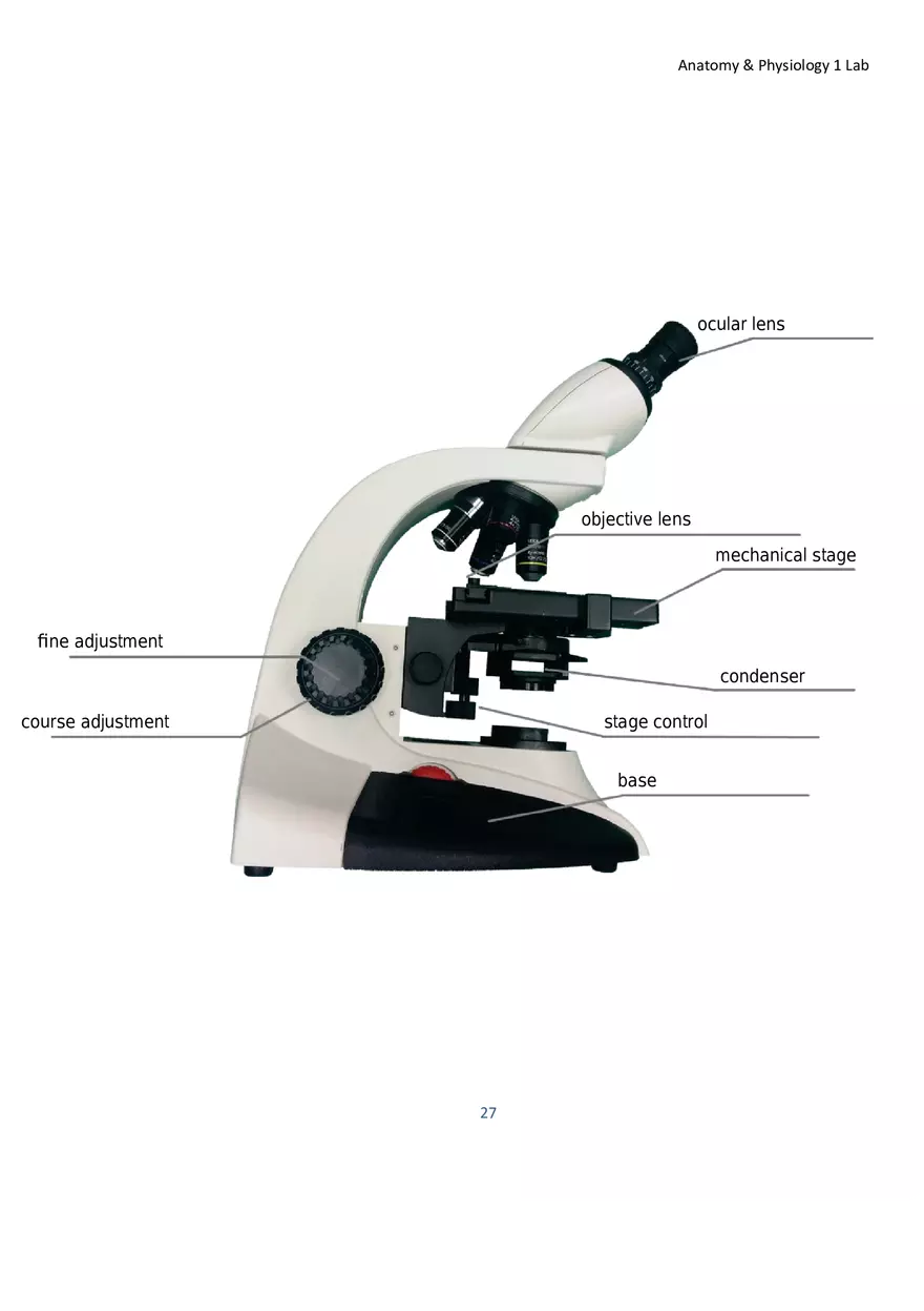 Lab 2 Microscope and the Cell - Page 6