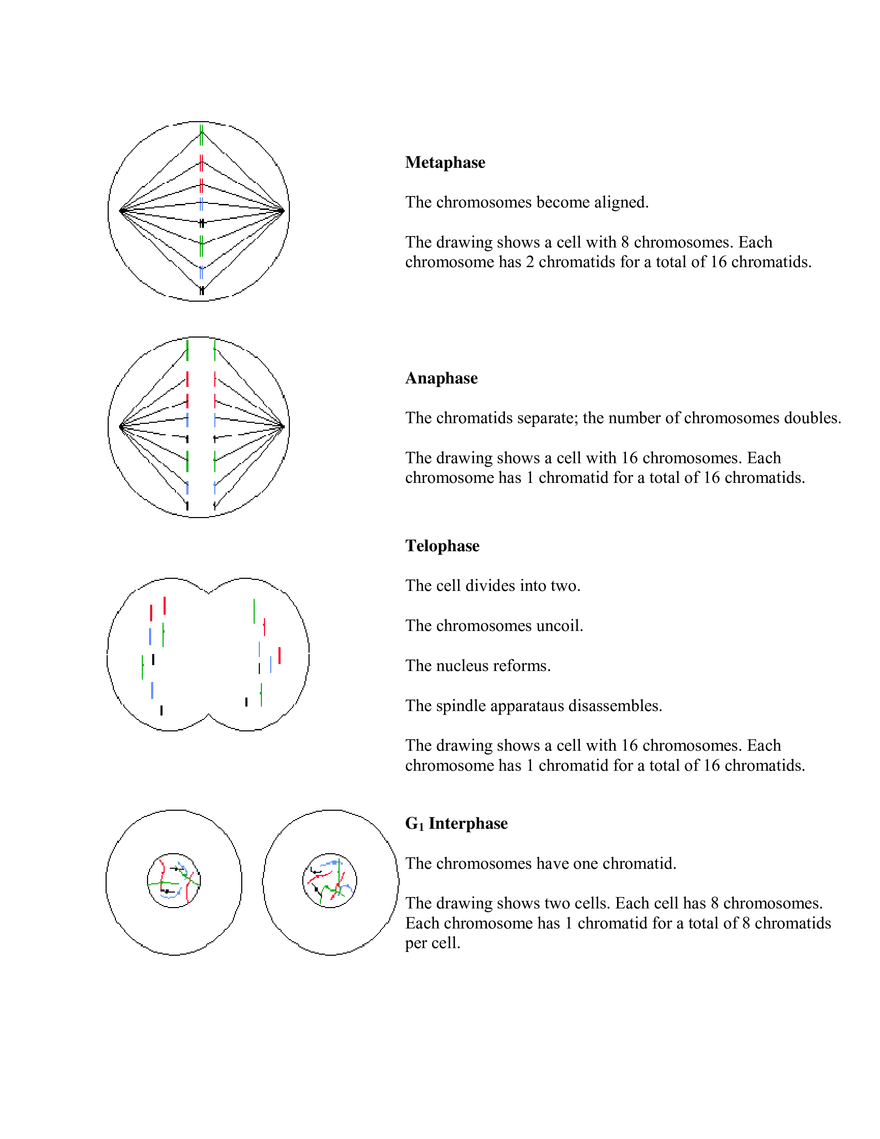 Mitosis and Meiosis Summary - Page 2
