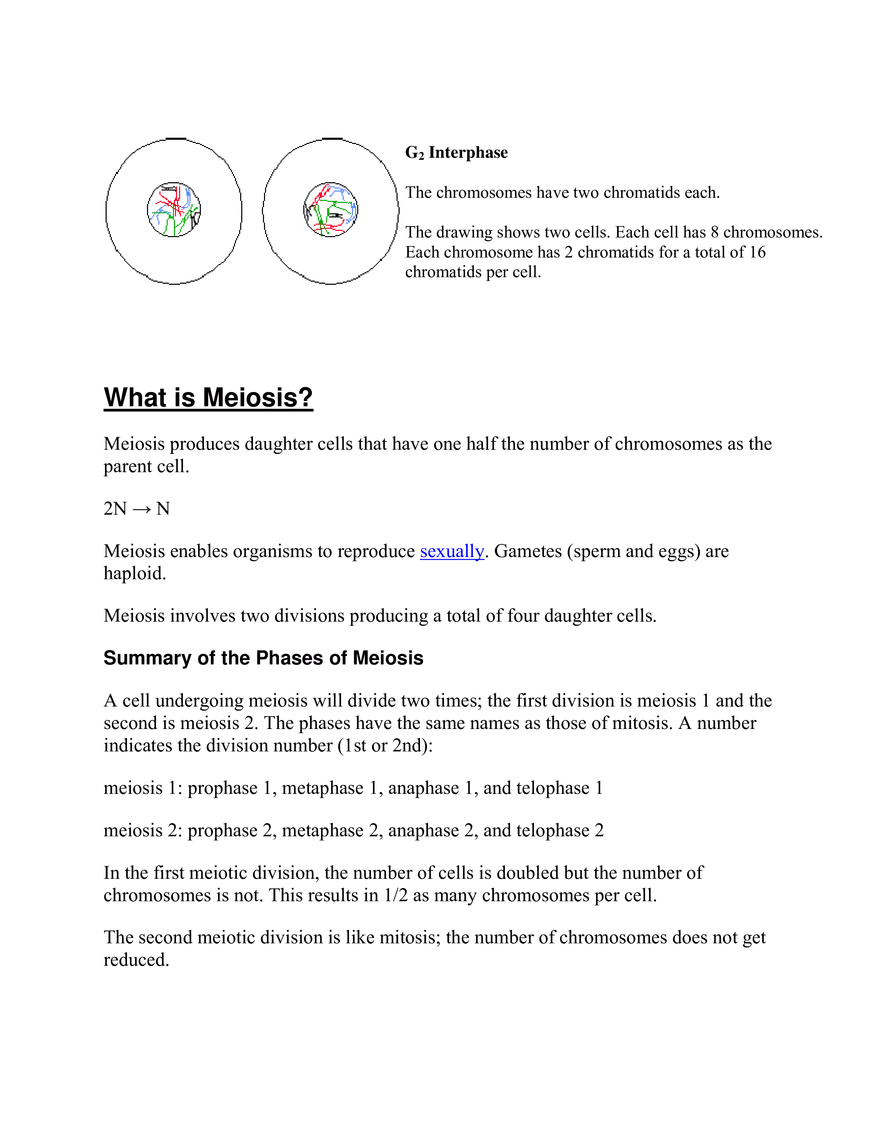 Mitosis and Meiosis Summary - Page 3