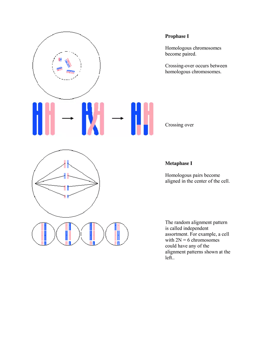 Mitosis and Meiosis Summary - Page 4