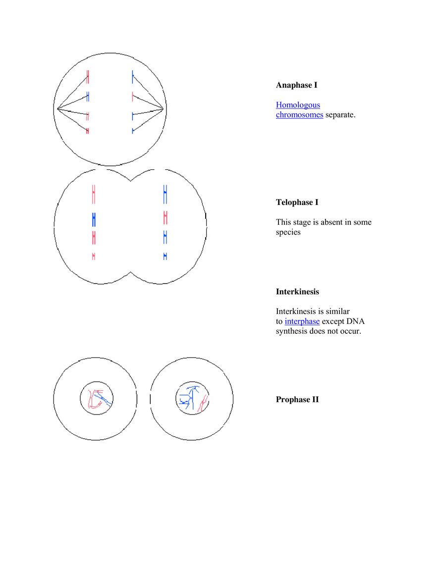 Mitosis and Meiosis Summary - Page 5