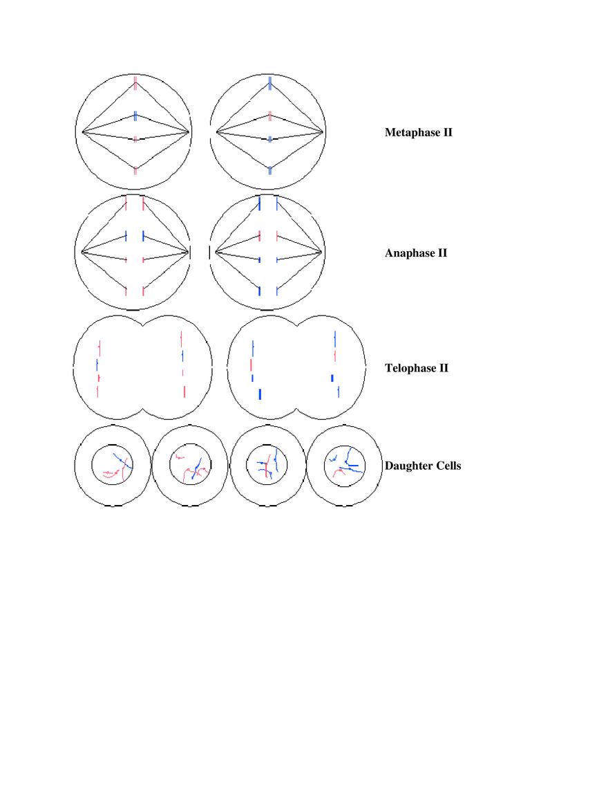 Mitosis and Meiosis Summary - Page 6