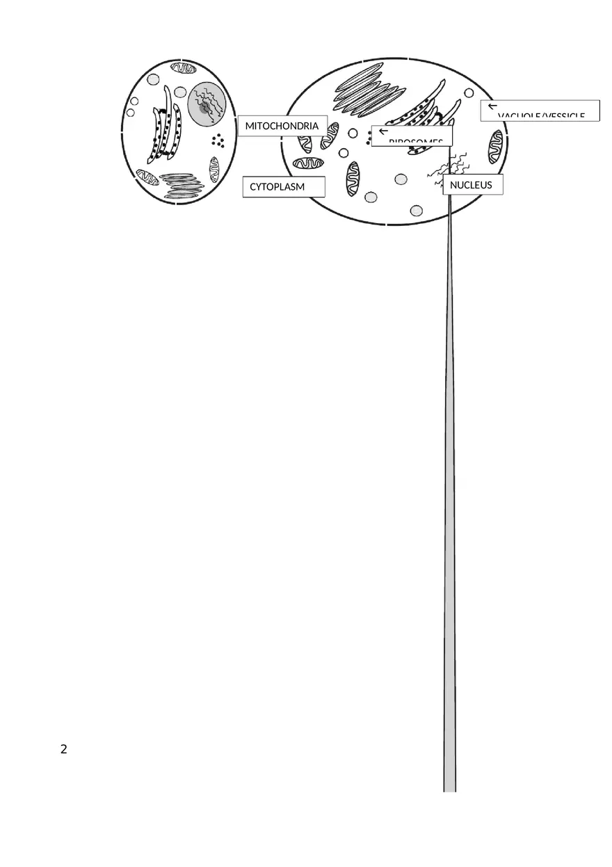 Cell Size Key - Page 2