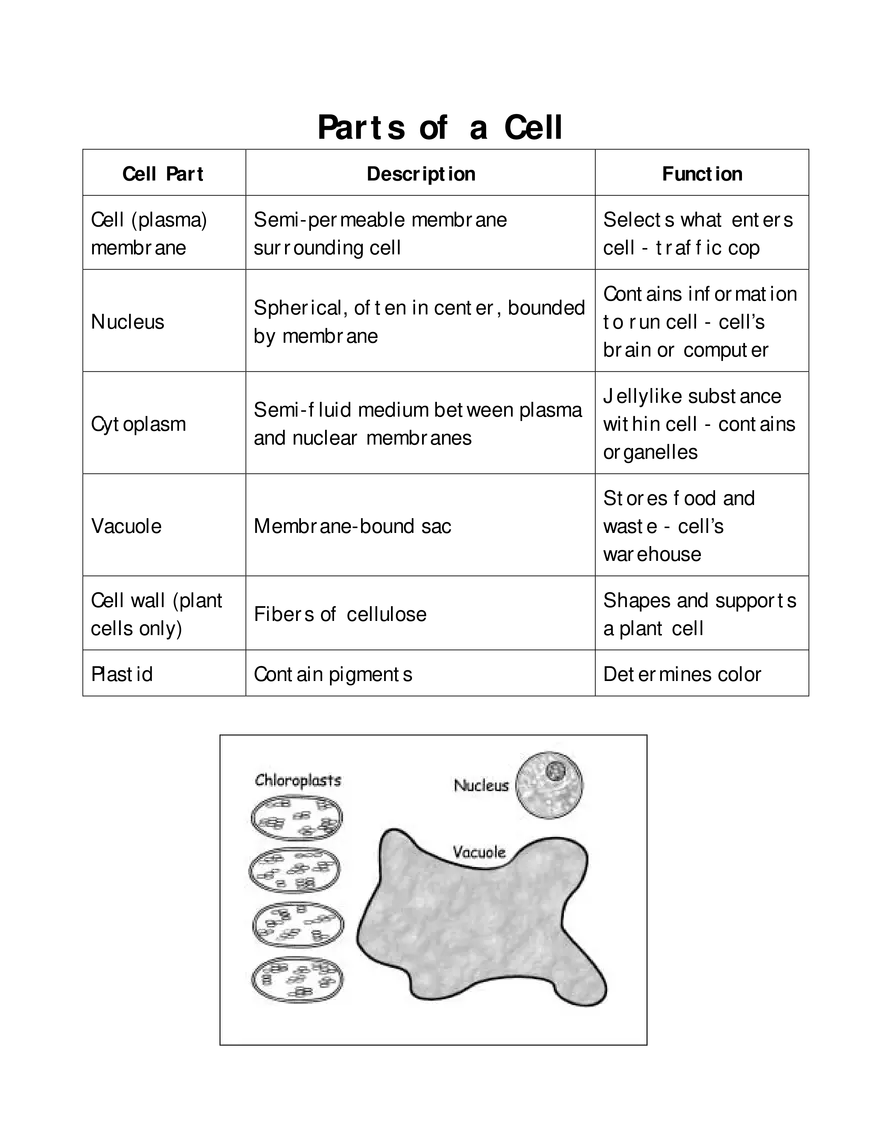 Parts of the Cell - Page 3