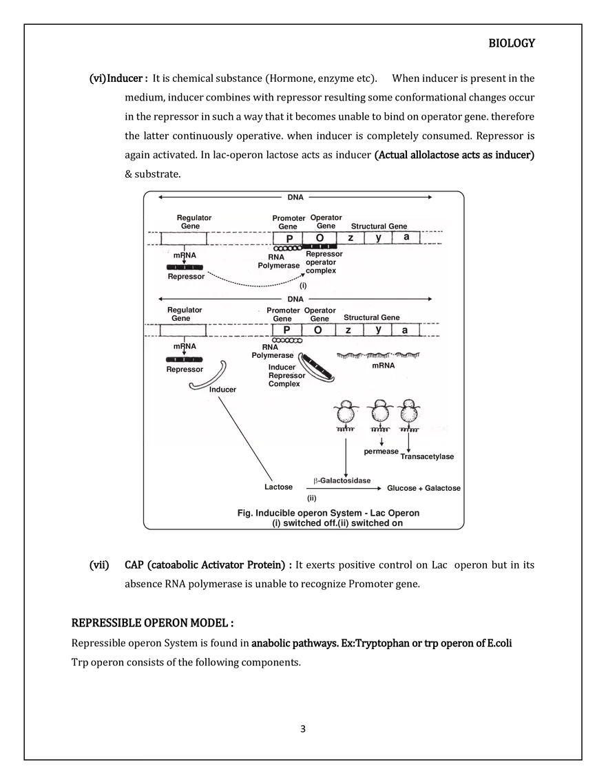 Molecular Basis of Inheritance Regulation of Gene Expression - Page 3