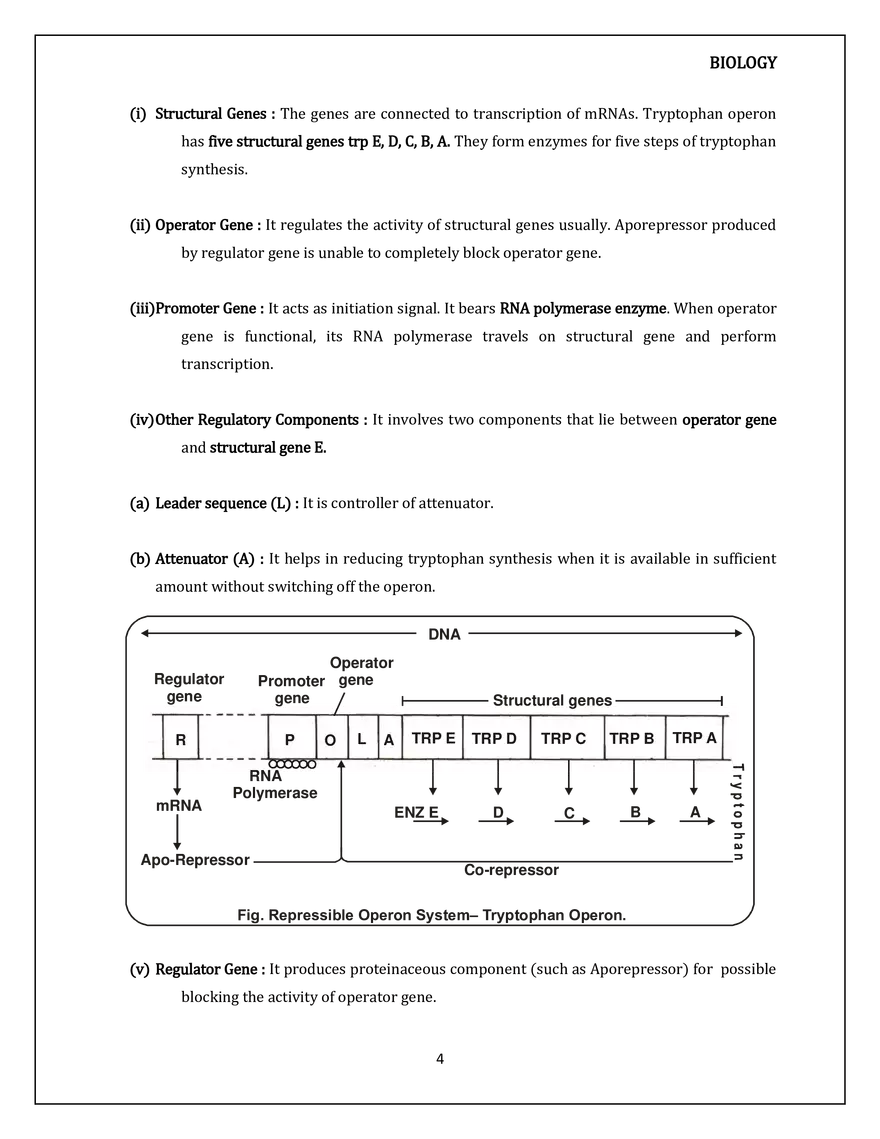 Molecular Basis of Inheritance Regulation of Gene Expression - Page 4