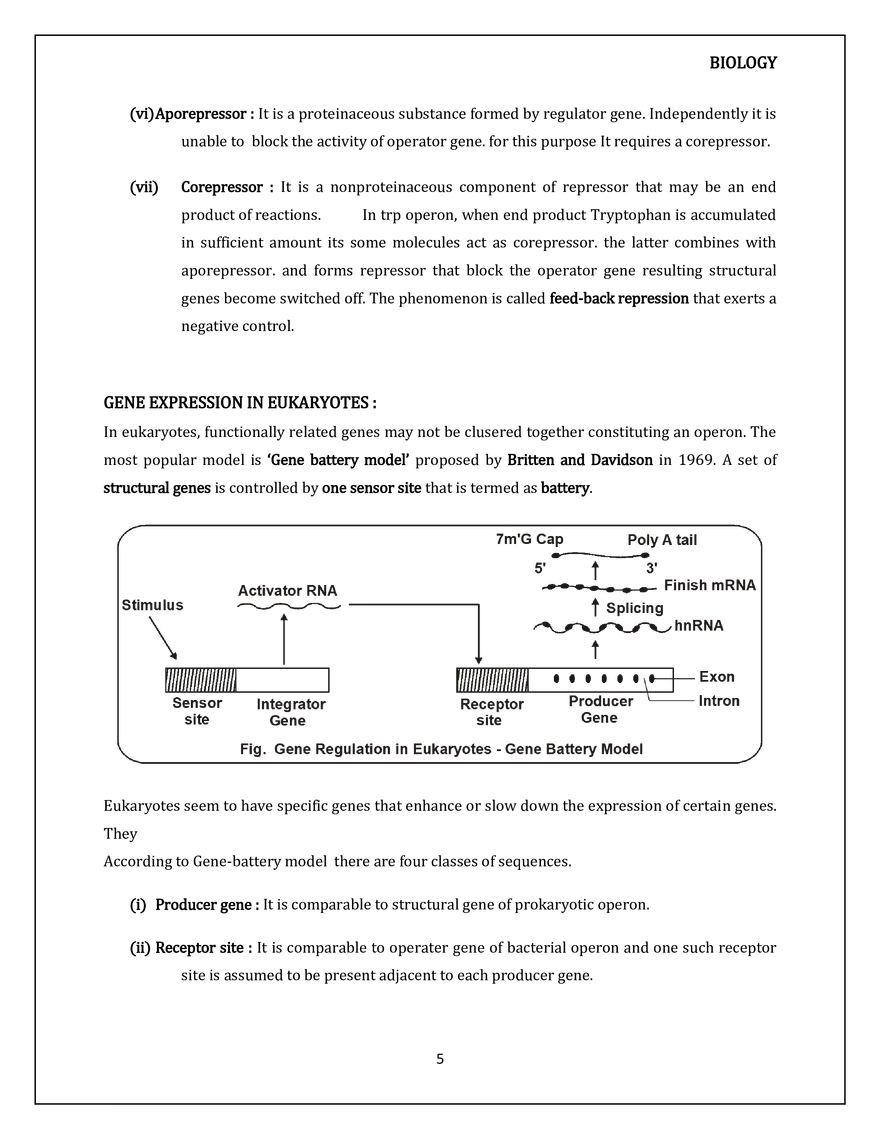 Molecular Basis of Inheritance Regulation of Gene Expression - Page 5