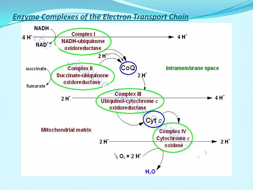 Biological Oxidation - Page 17