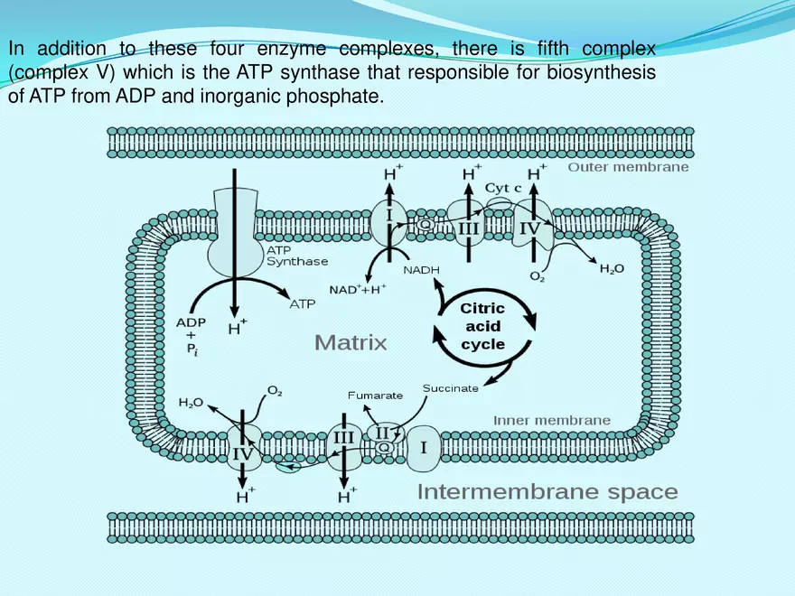 Biological Oxidation - Page 19