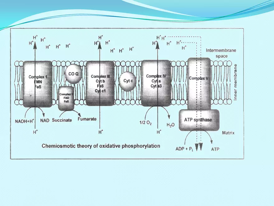 Biological Oxidation - Page 27