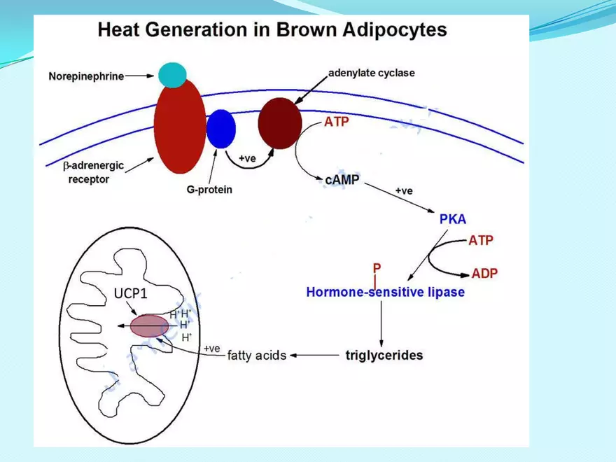 Biological Oxidation - Page 36