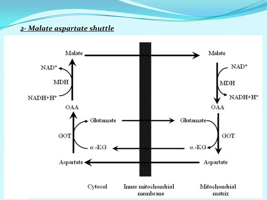 Biological Oxidation - Page 39
