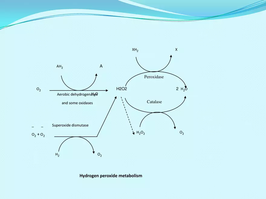 Biological Oxidation - Page 5