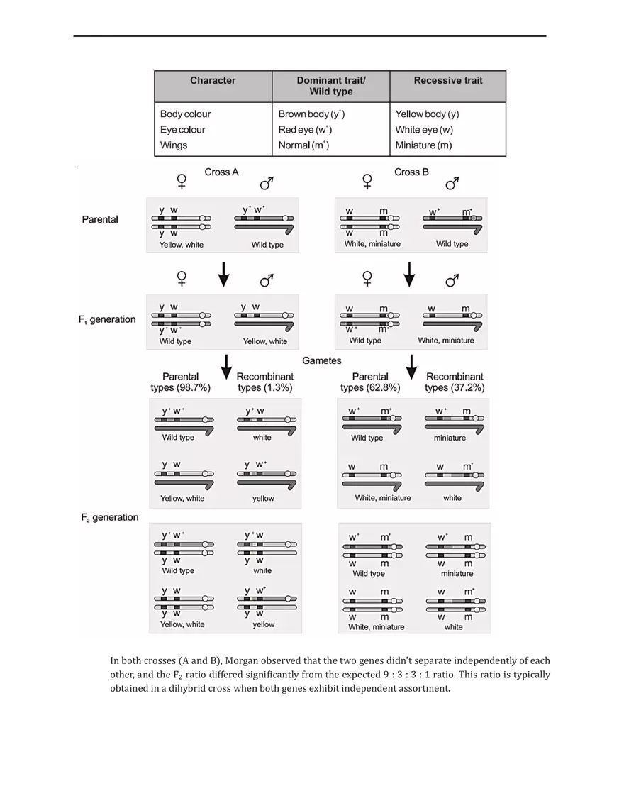 Polygenic Inheritance or Quantitative Inheritance - Page 7