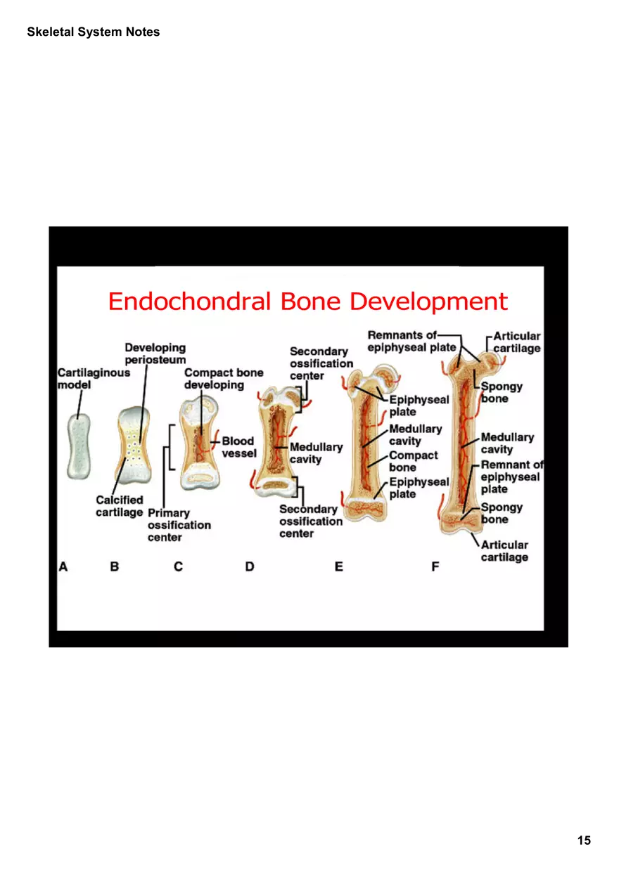 Skeletal System Notes - Page 7