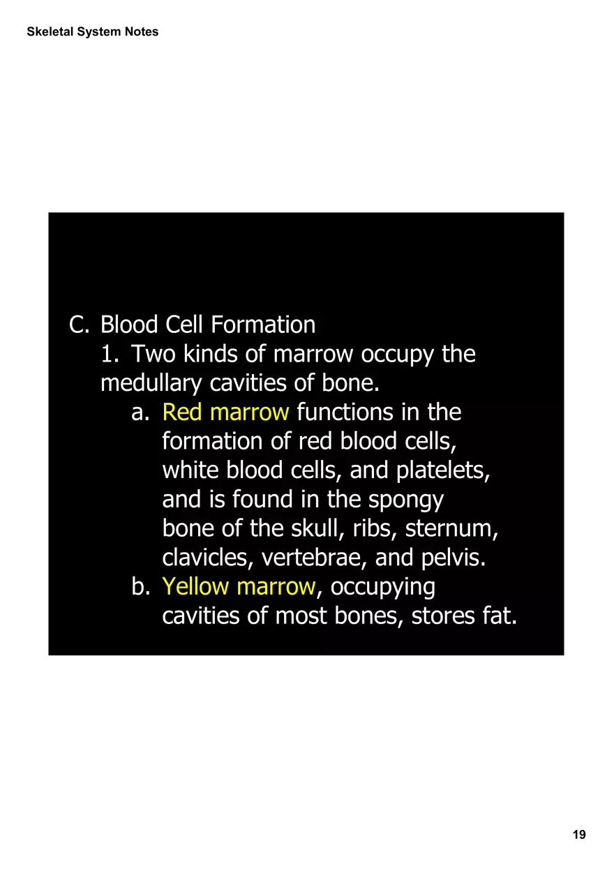 Skeletal System Notes - Page 11