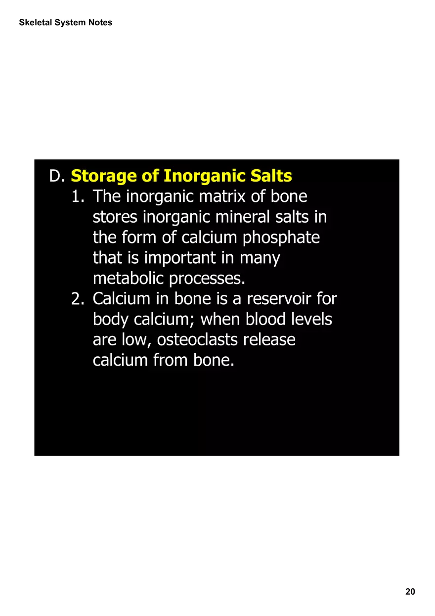 Skeletal System Notes - Page 12