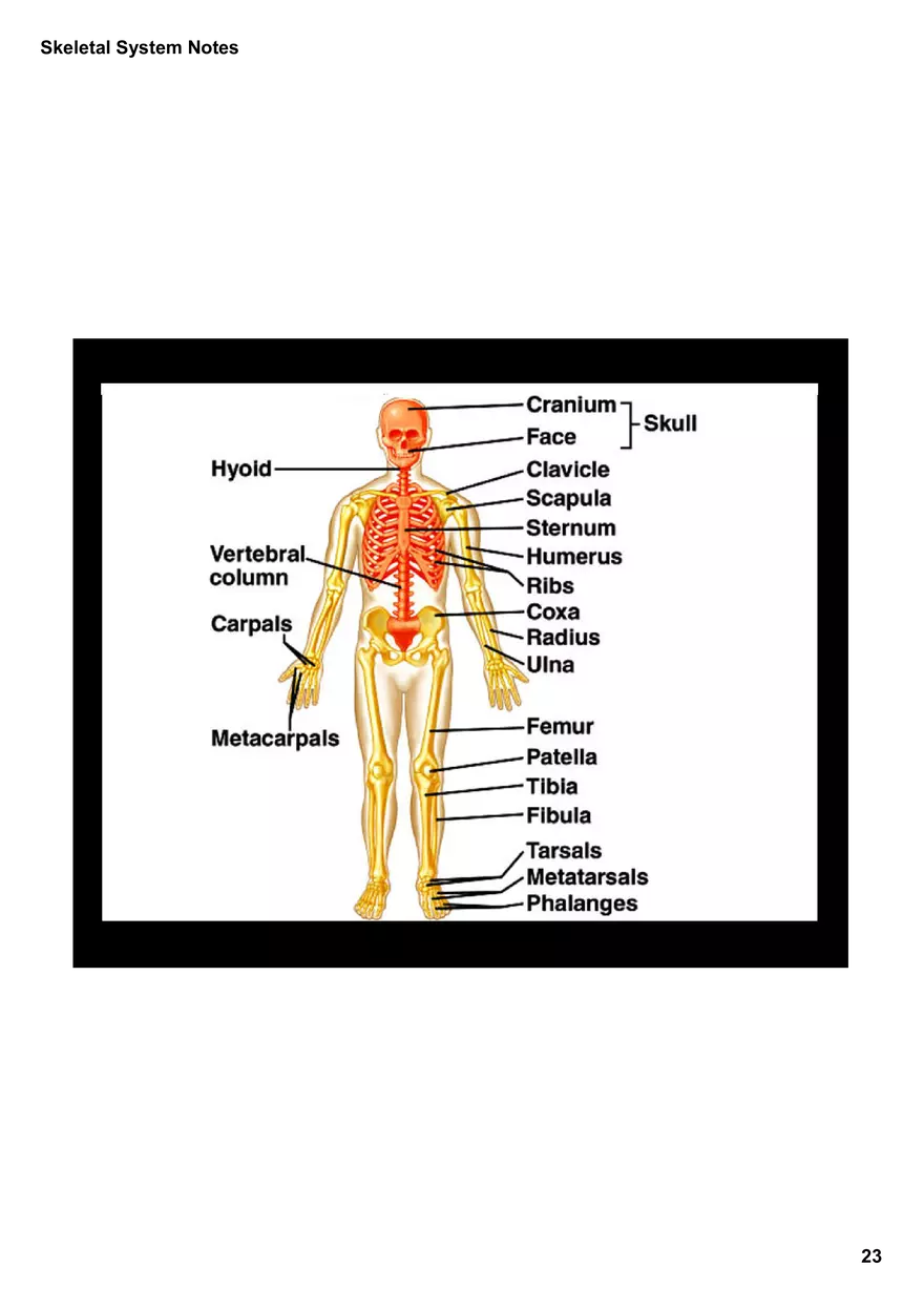 Skeletal System Notes - Page 16