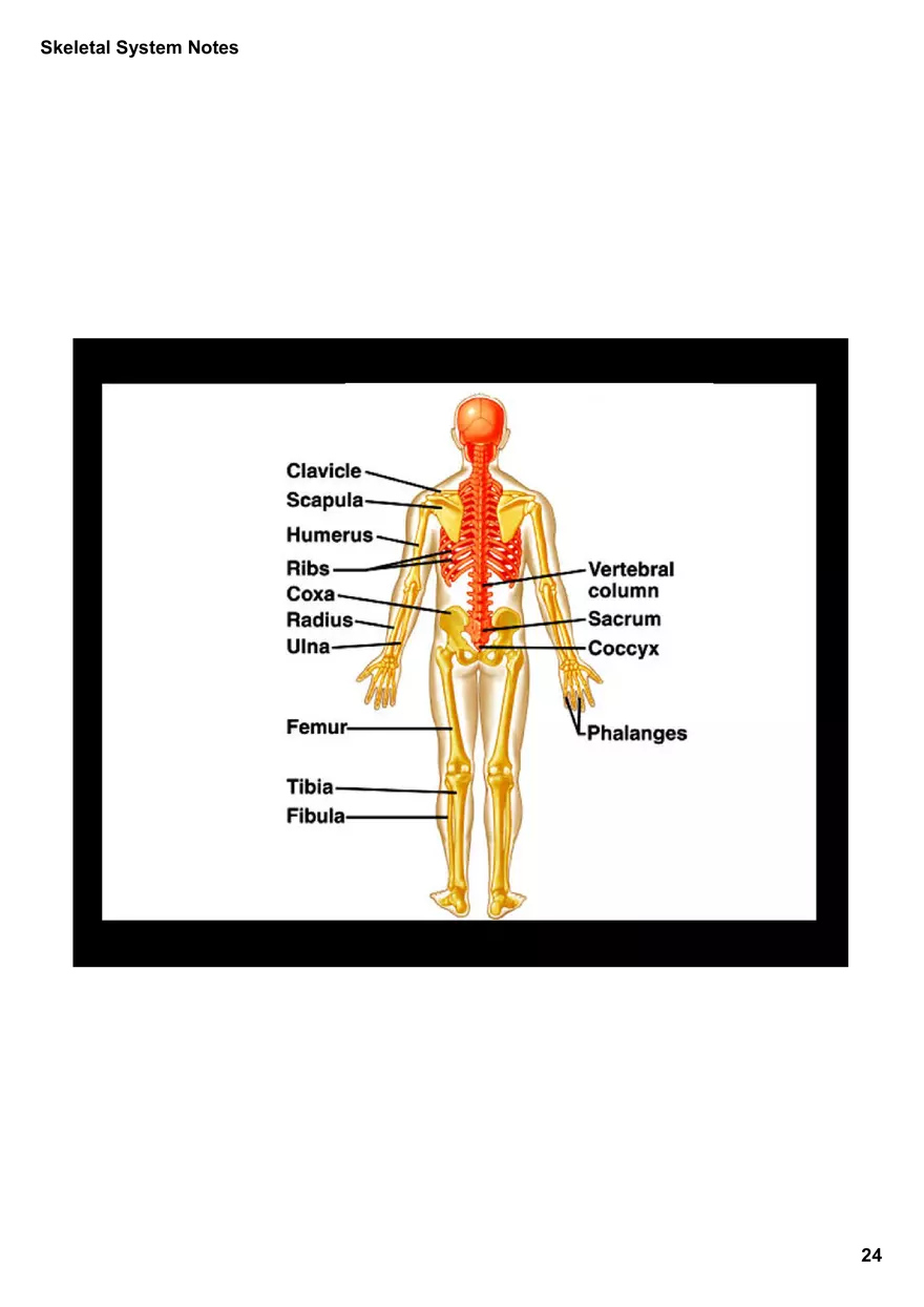 Skeletal System Notes - Page 17