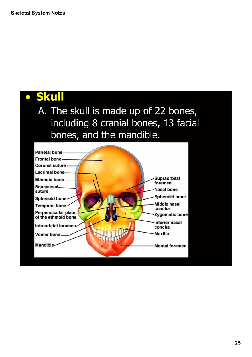 Skeletal System Notes - Page 18