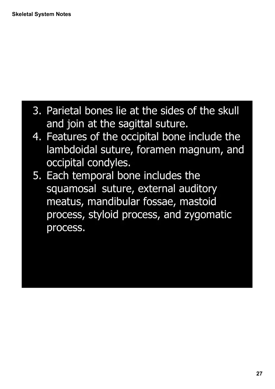 Skeletal System Notes - Page 20