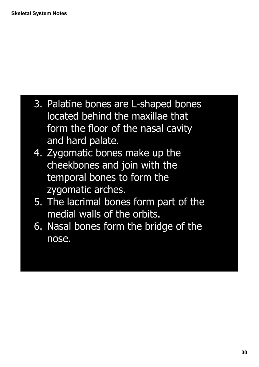 Skeletal System Notes - Page 23