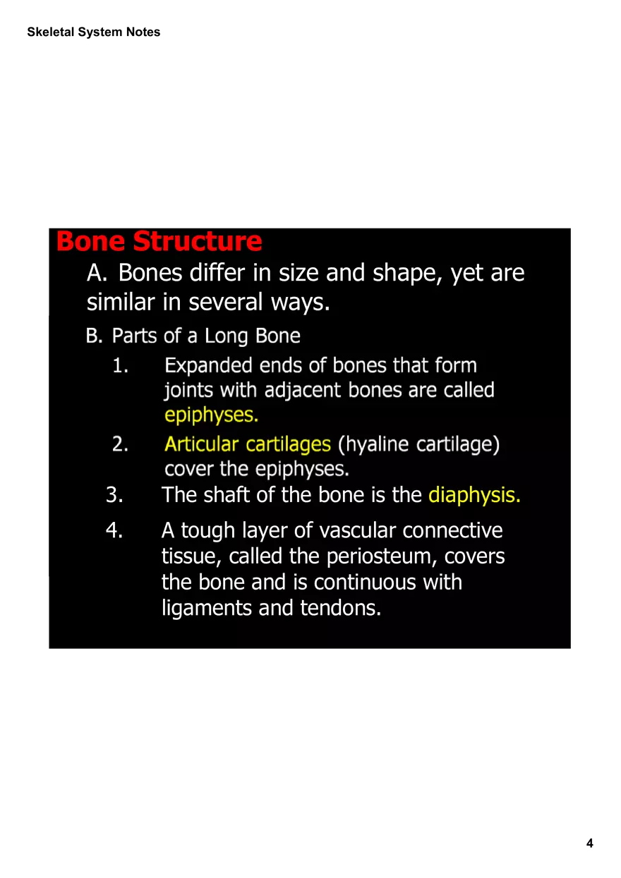 Skeletal System Notes - Page 24