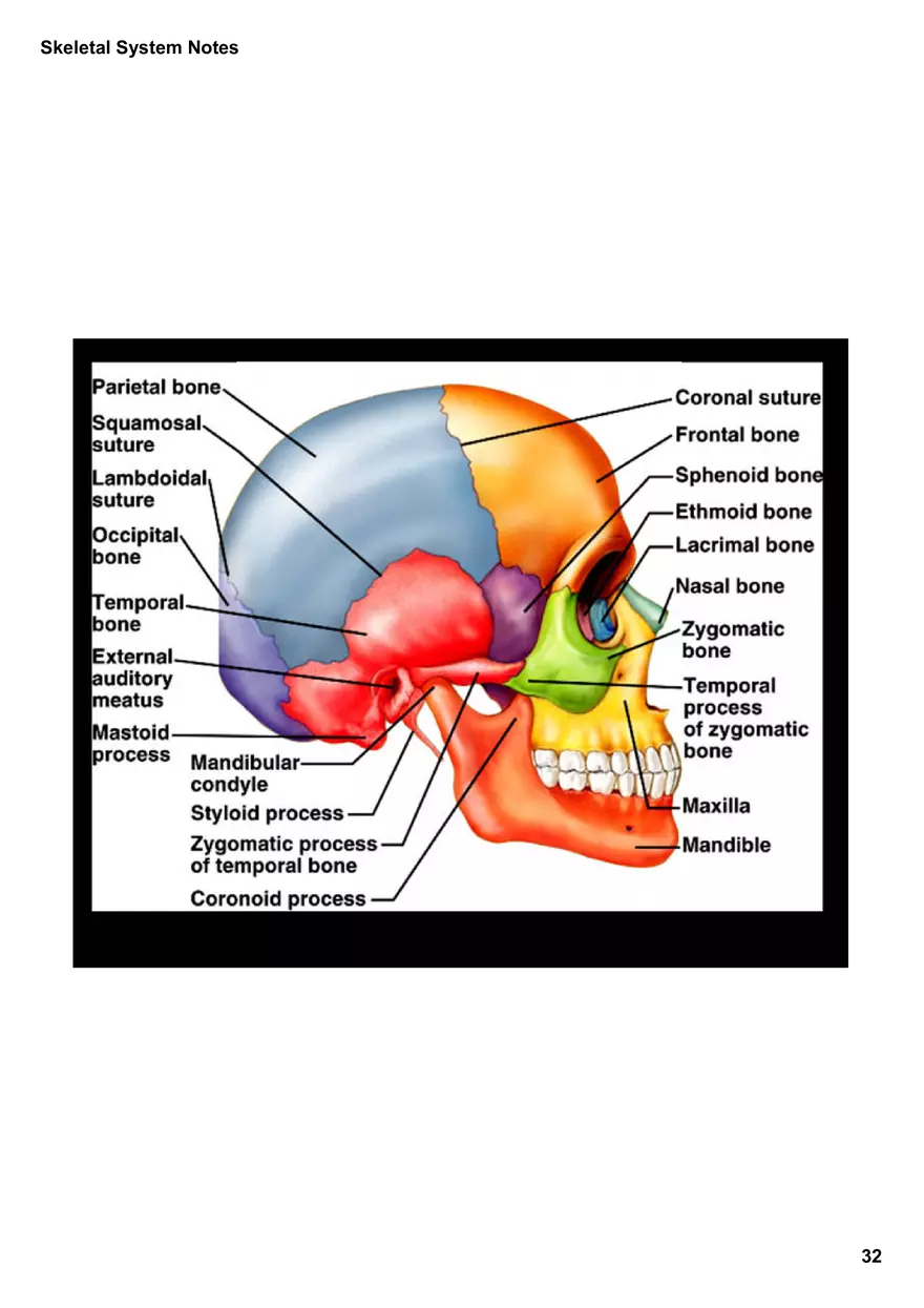 Skeletal System Notes - Page 26