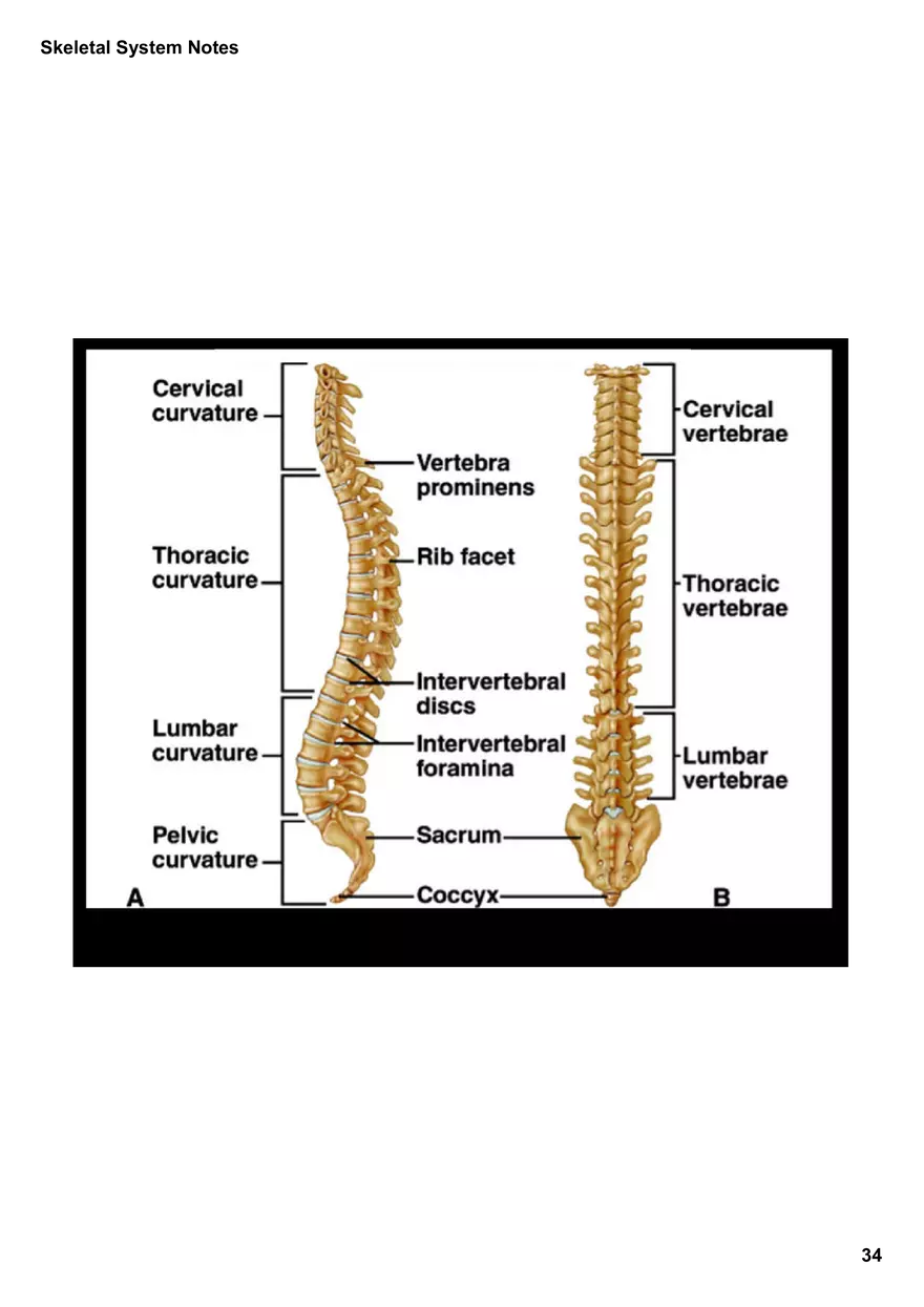 Skeletal System Notes - Page 28