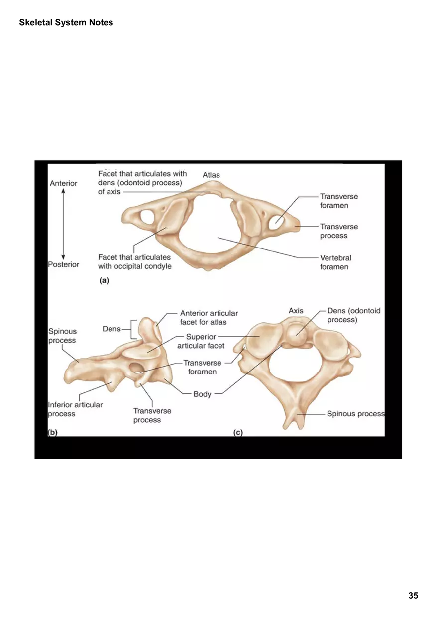 Skeletal System Notes - Page 29