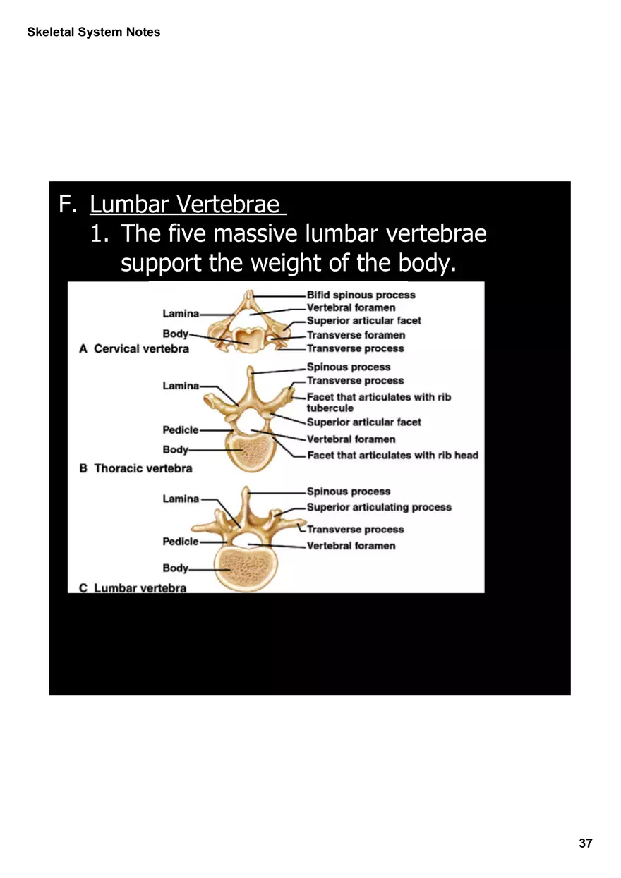 Skeletal System Notes - Page 31