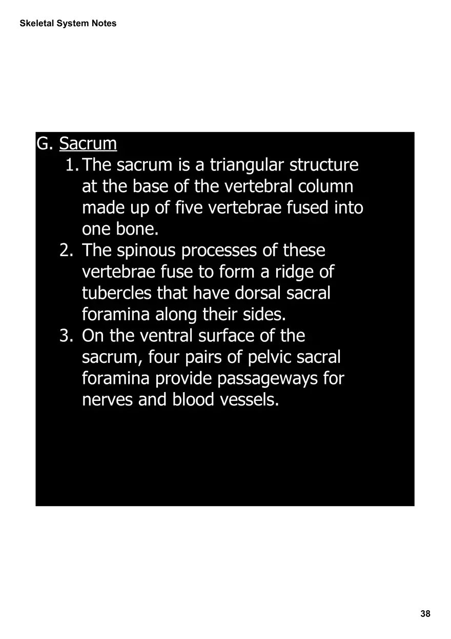 Skeletal System Notes - Page 32